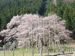 桜の写真