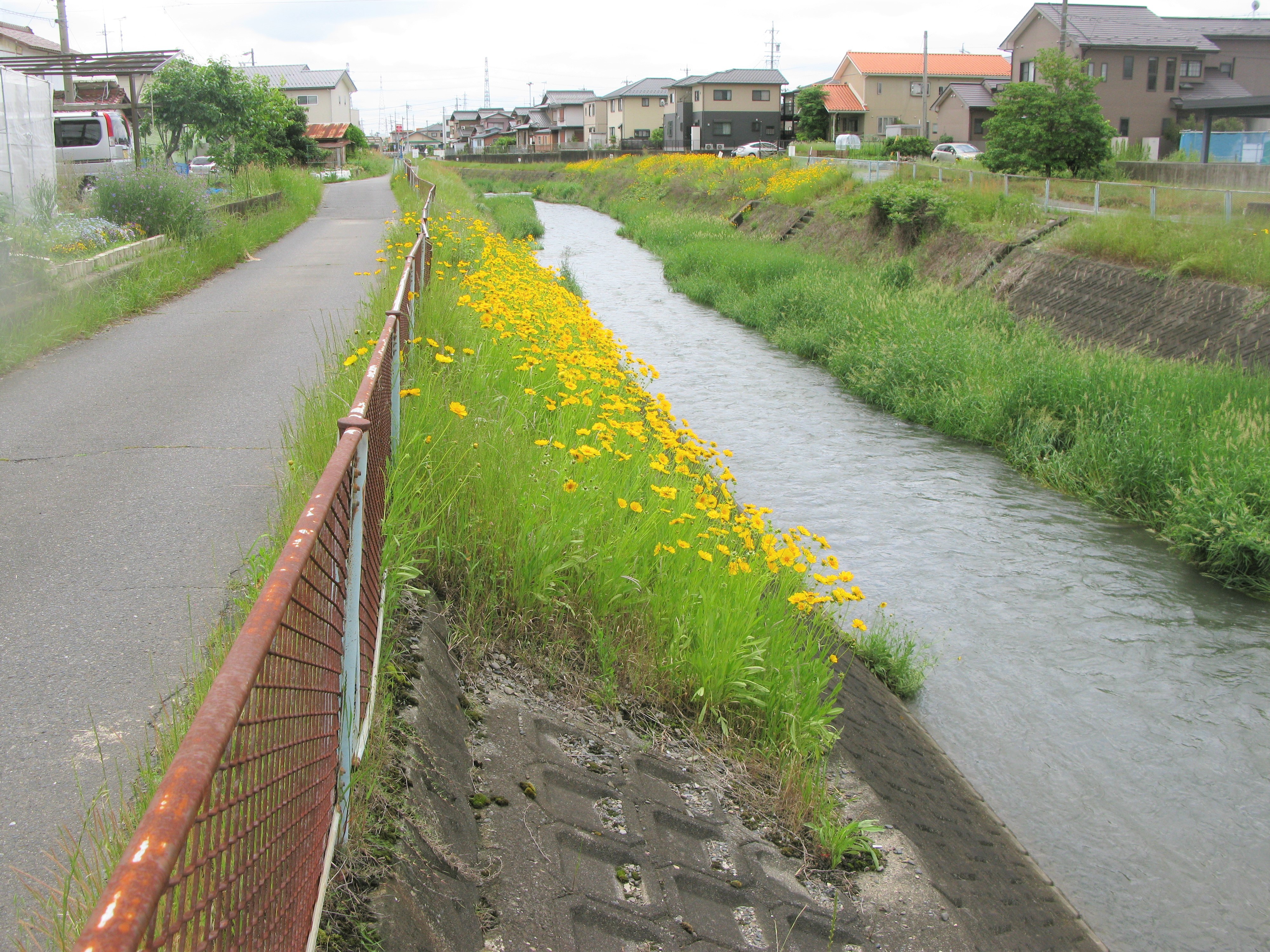 オオキンケイギクの写真2