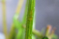 茎の写真