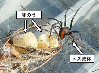 メスの成体と卵のうの写真