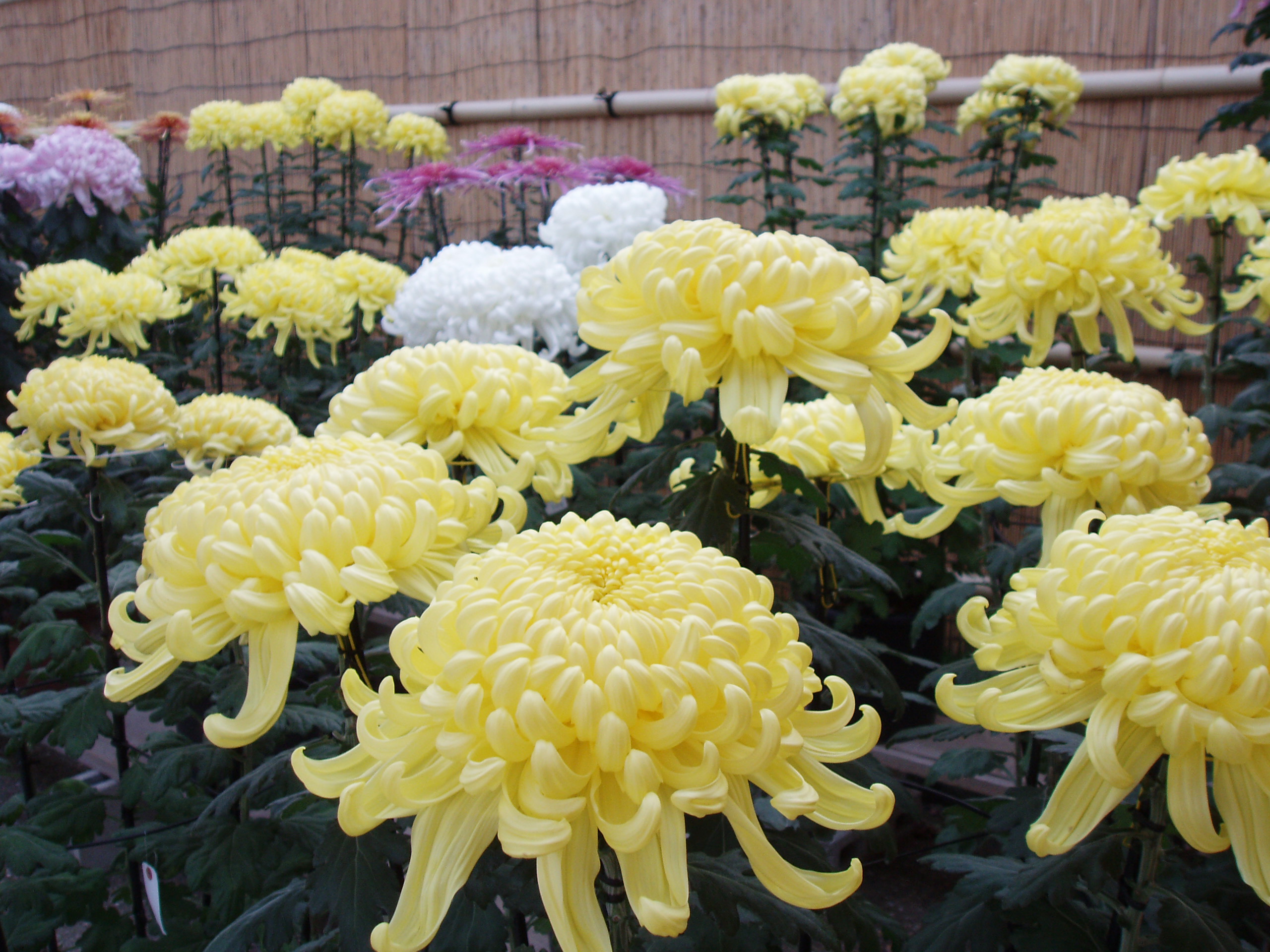 越前市の花「菊」の画像