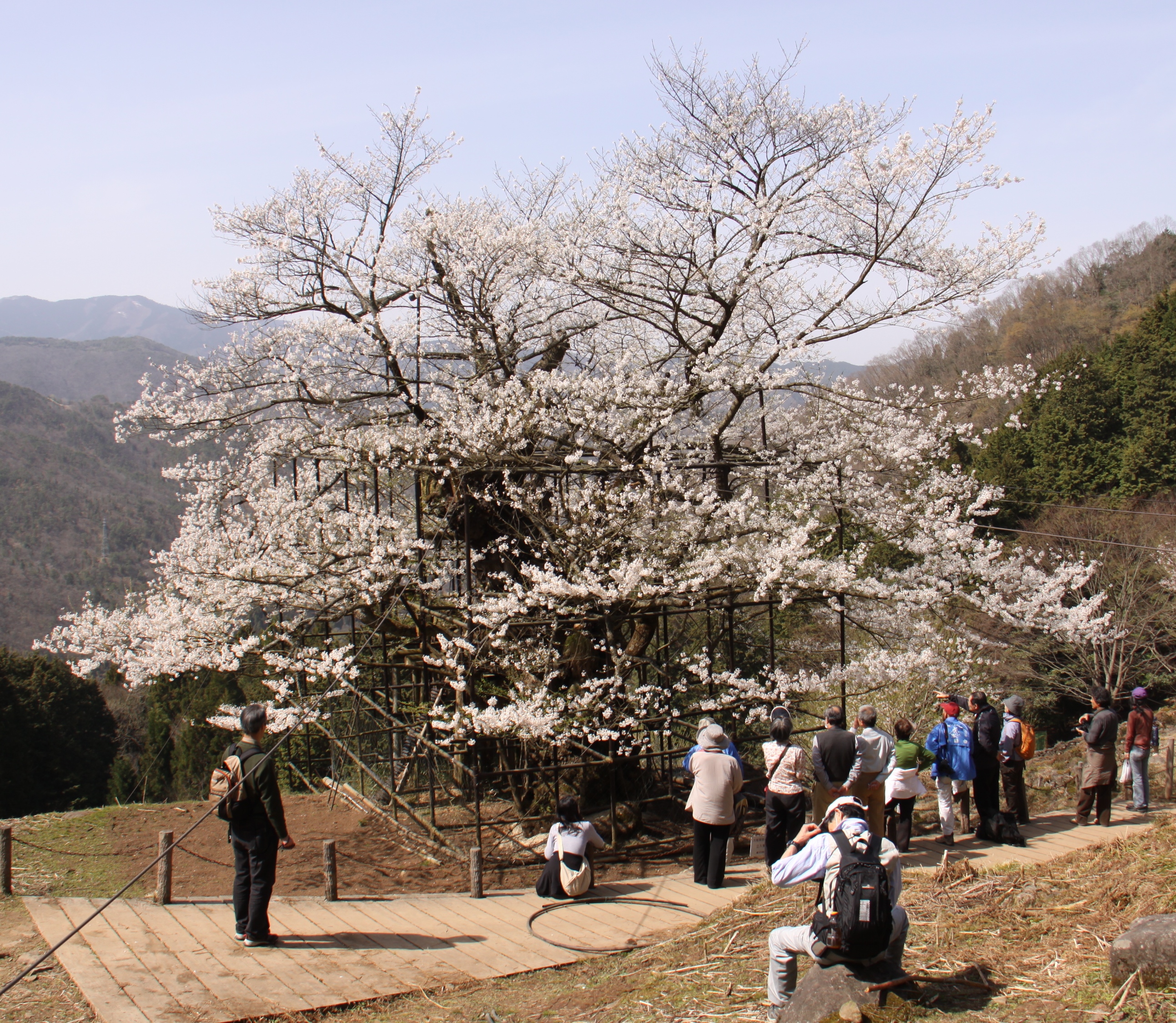 樽見の大桜の画像