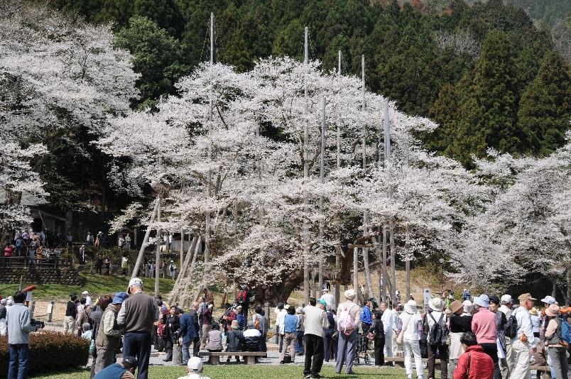 淡墨公園の写真