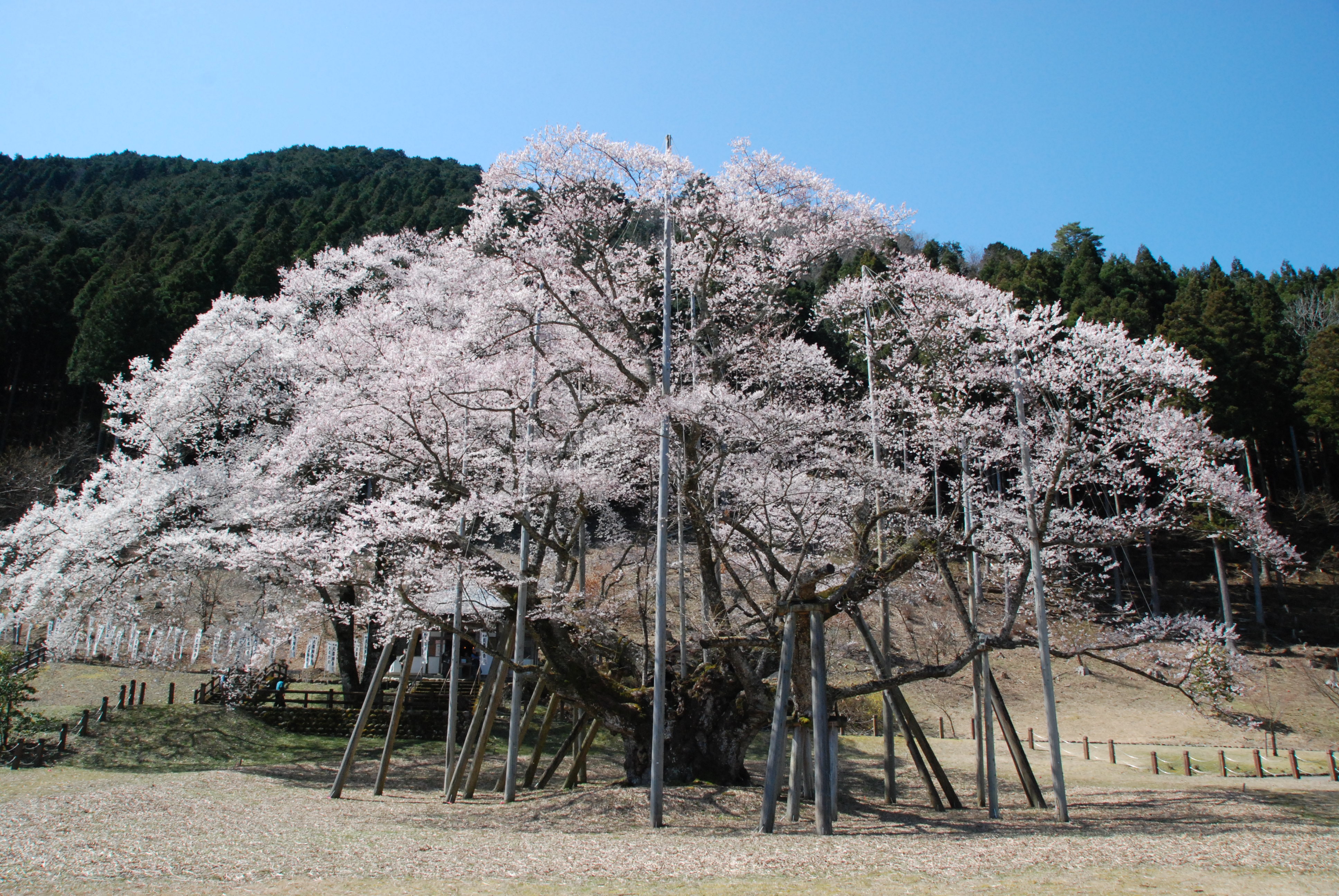 淡墨桜の写真