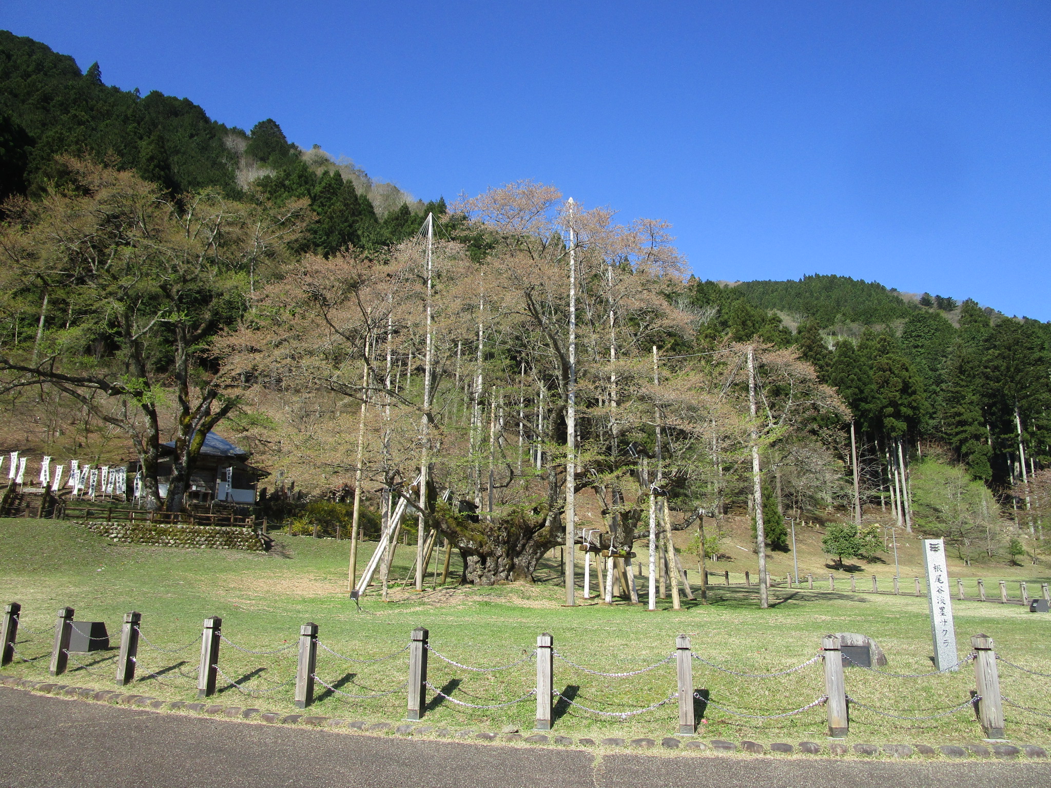 淡墨桜開花状況の写真