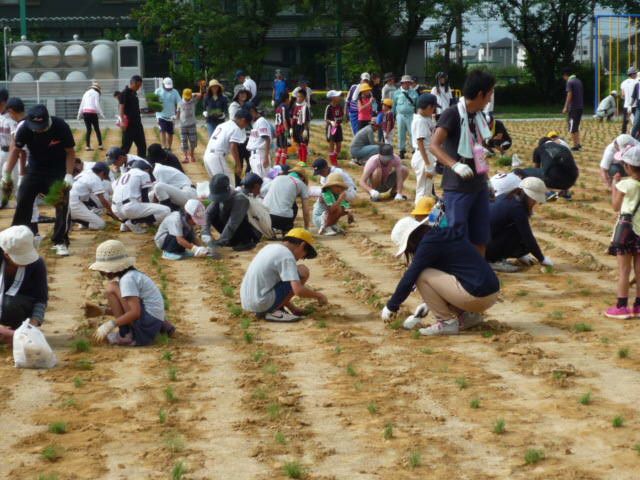 弾正小学校の植付けの様子