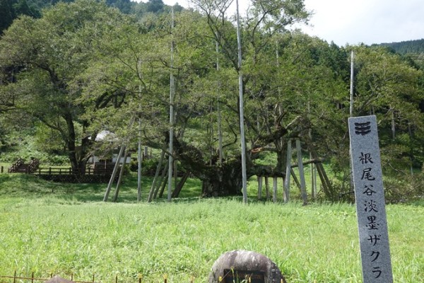 台風の影響で枝が折れた根尾谷淡墨ザクラの写真