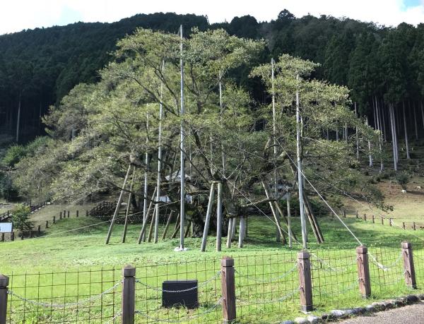 支柱をワイヤーで固定した根尾谷淡墨ザクラの写真