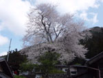 板所の彼岸桜の写真