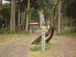 春日神社の大フジの写真