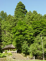 神明神社の大杉の写真