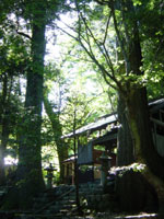 八幡神社の大杉の写真