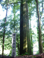 七社神社の大杉の写真