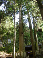 八王子神社の大杉の写真