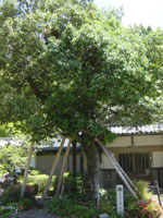 円勝寺の樫の写真