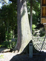 春日神社の杉の写真