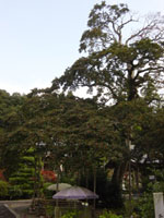 善永寺のモチノキの写真