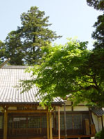 大亀寺の樅の写真