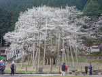 根尾谷淡墨ザクラの写真