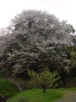 芋観桜の写真