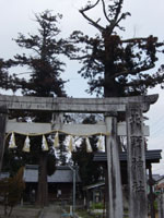 見延北野神社の大杉(2本)の写真