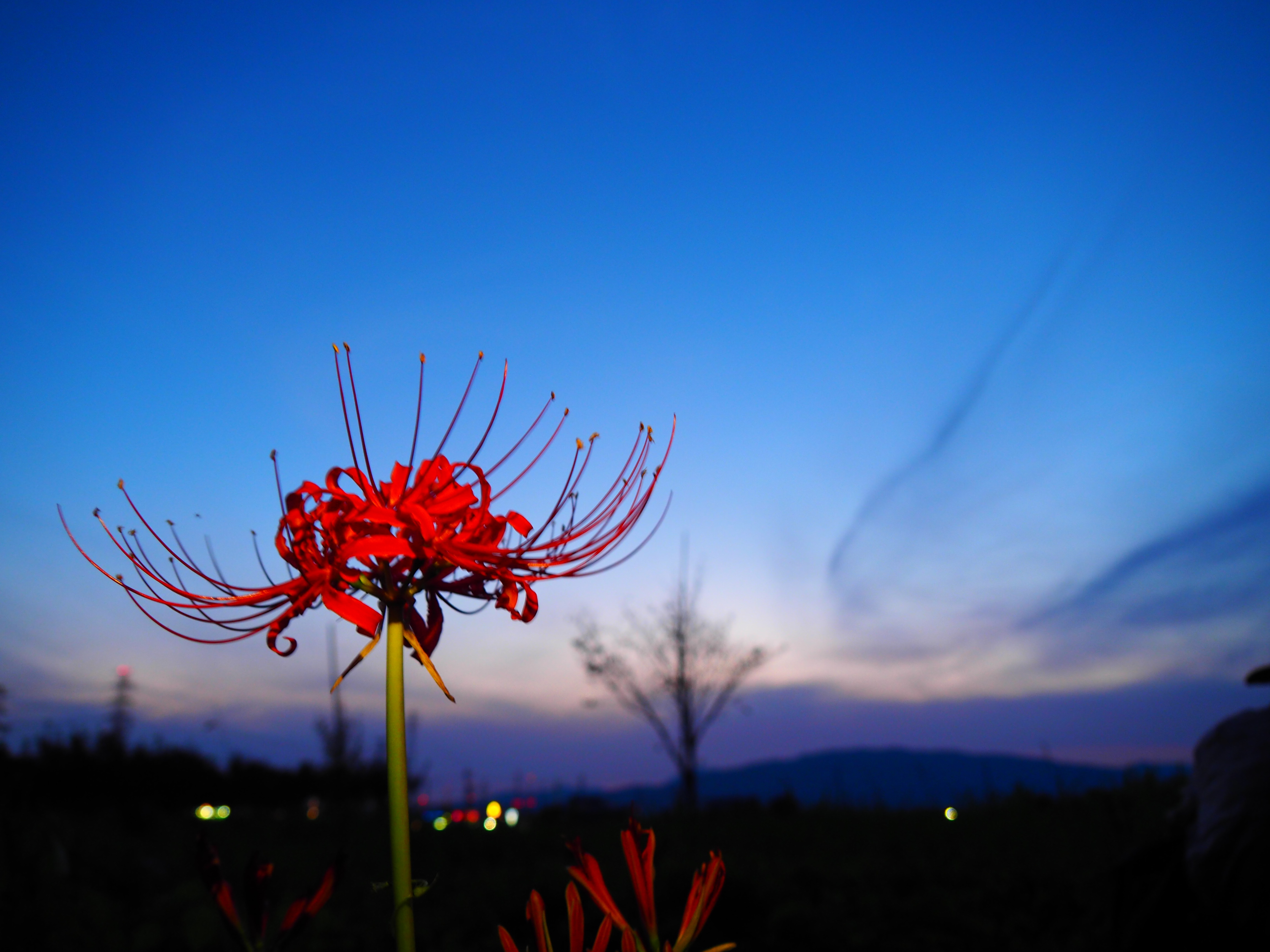 夜の彼岸花の写真